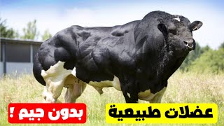 أحترس?اقوى عجل احذر الاقتراب منه فى عيد الاضحى 