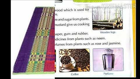Class 2 EVS Chapter 9 Uses Of Plants Part 3 Page No 146