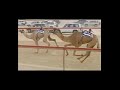 هجن العاصفه هجن العاصفه