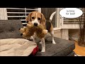 Cute beagle says its time for bed