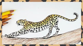 How to draw a leopard stretching step by step