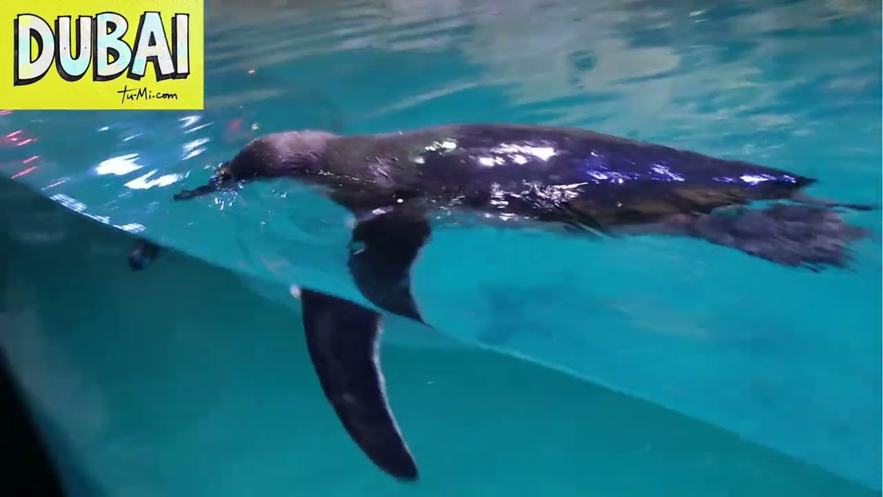 Dubai: Il Futuro che non avrei mai immaginato 🌆✨ | TU-MI - Tourism and World Travel