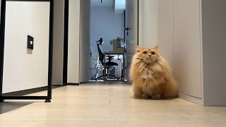 Trick & Treat with My Cat - Day 77