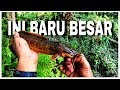 Memancing ikan lembat di bawah akar kayu besi / kayu ulin Reynold sb 26/05/19