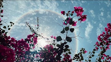 سورة الشعراء | علي جابر رحمه الله