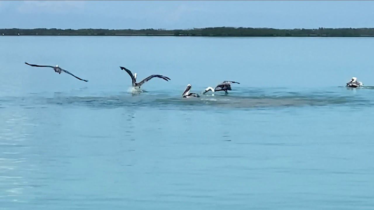 Watch A Small Pod Of Dolphins Forage For Food Using "Mud Netting"
