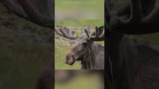 creepy dave moose
