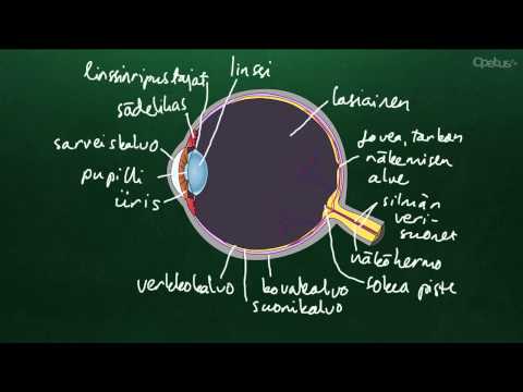 Video: Näköhermo - rakenne, toiminnot ja sairaudet