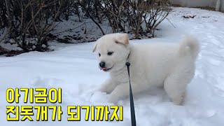 Little puppy who was rolling in the snow now became a great looking Korean Jindo!