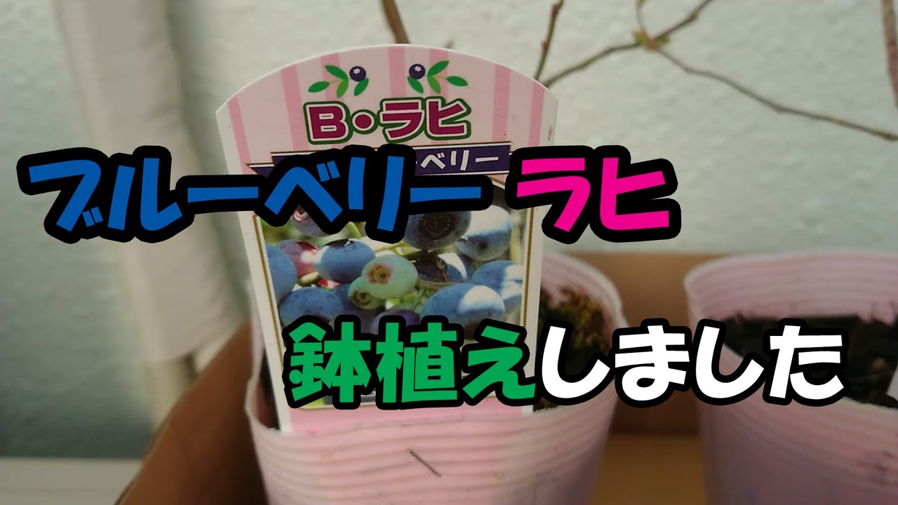 ブルーベリー【ラヒ】の苗木を入手したので鉢植えしました