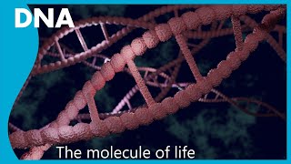 What is the role of DNA