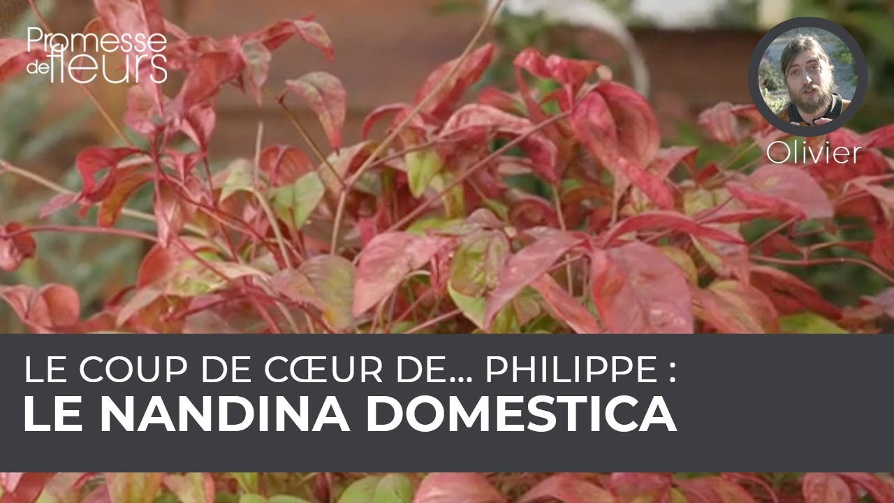Le coup de cœur de Philippe : le nandina domestica