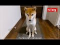 じぞうになったいぬ | VLOG　【豆柴】