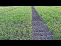 Озимая пшеница, влияние удобрений на развитие -визуальный эффект. (22.04.19)