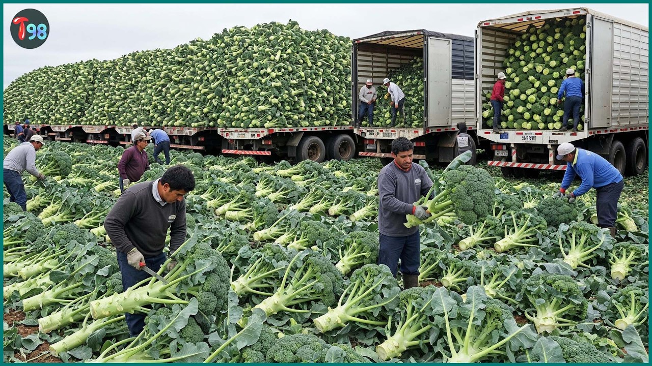 99+ Greatest Harvests Ever 💥 America’s Most Insane Fruit & Veggie Hauls - Relaxing Farming