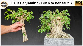 Ficus Benjamina - Bush to Bonsai 2.7