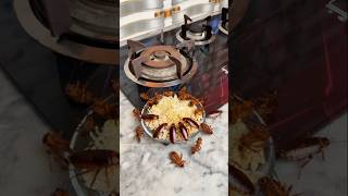 Eliminate Rats Cockroaches And Ants With This