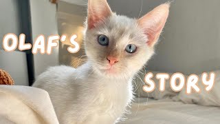 OLAF'S STORY: Our Little Angel 🤍