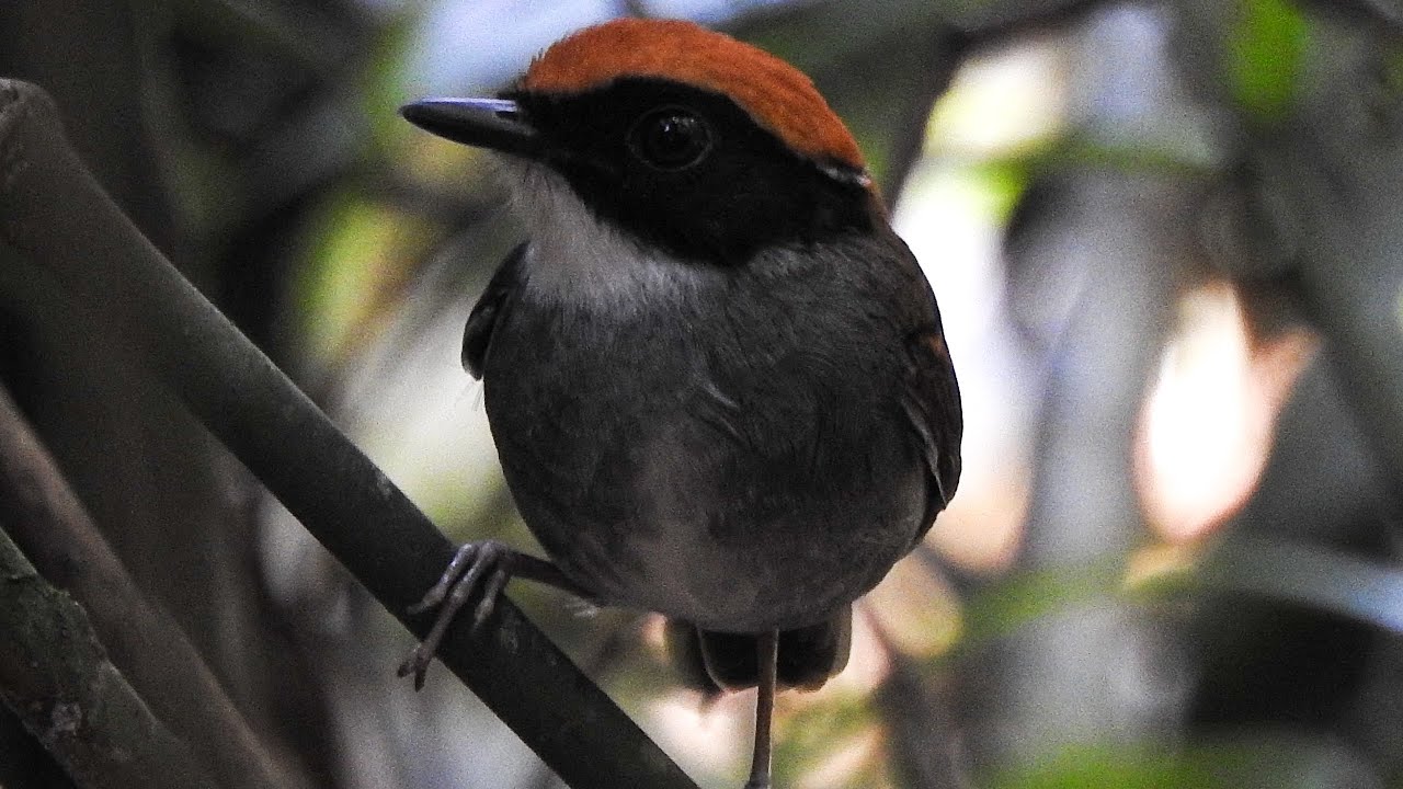 cuspidor-de-m-scara-preta-conopophaga-melanops-youtube