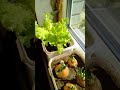 Выращивать салат на подоконнике