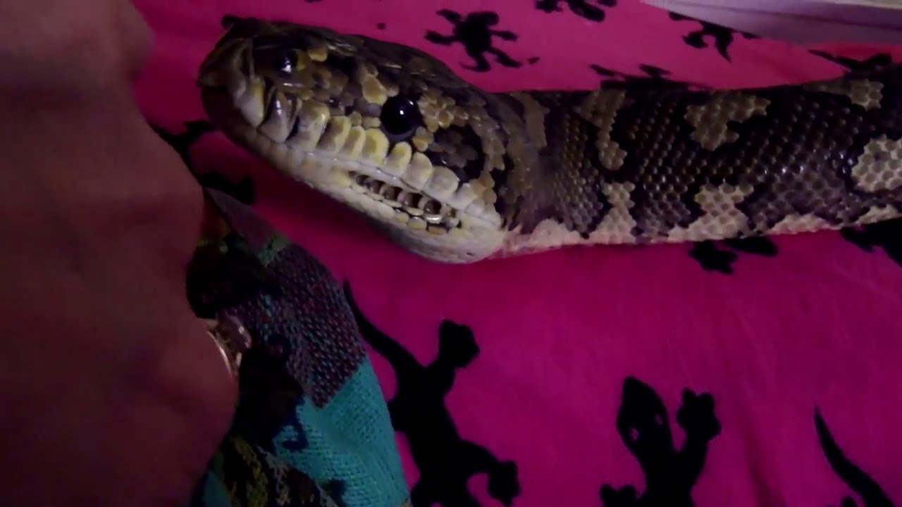 pythons for sale Are Snakes Solitary Creatures??
