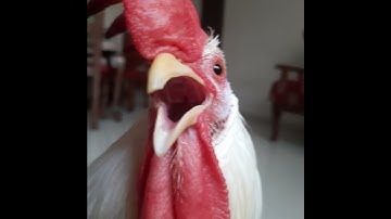 Thumbnail of Rooster makes warning sound | keep volume up | ft Mohobat the rooster
