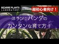 超初心者向け！洋ラン：バンダのカンタンな育て方！！