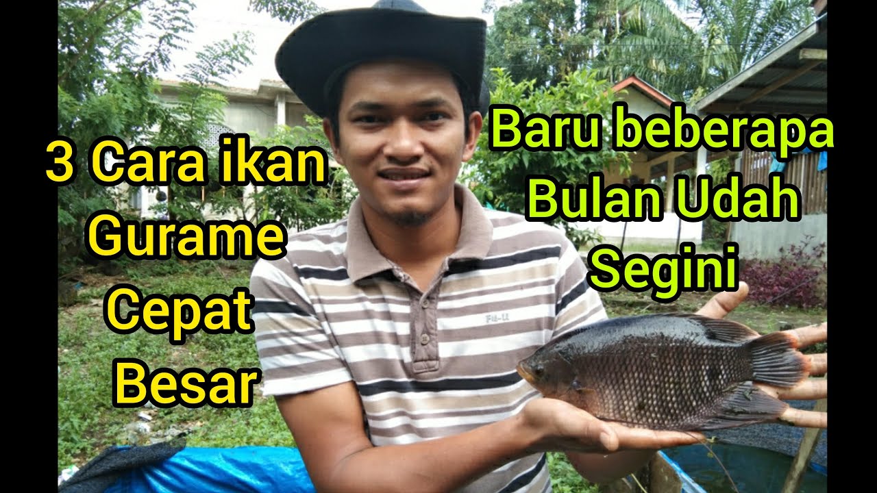 cara ikan gurame cepat besar di kolam terpal 