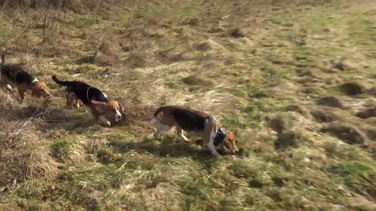 Skyview's Beagles Rabbit Hunting Getting The Job Done In The Cold Hard ...