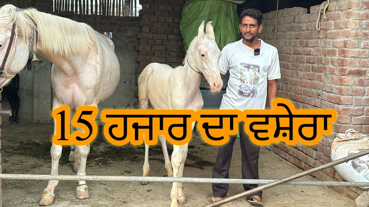 15 ਹਜ਼ਾਰ ਦਾ ਨੁੱਕਰਾ ਵਸ਼ੇਰਾ ।ਕਰਲੋ ਗੱਲ