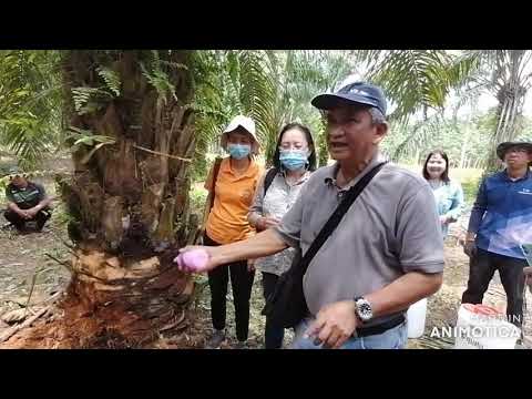 วีดีโอ: รักษาต้นปาล์มเน่าสีชมพู - การจัดการโรคเน่าสีชมพูในต้นปาล์ม
