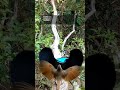 Menari mengepakan sayap untuk menarik perhatian cendrawasih betina.