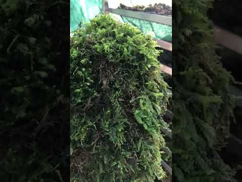 How to grow liverwort 3 Plagiochila porelloides Lesser Featherwort, plants for water features