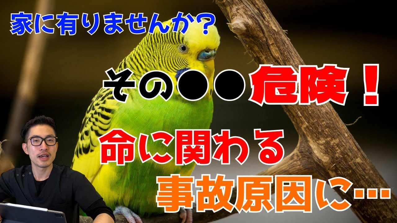 【質問コーナー】老化による運動機能低下と運動不足解消について・磁石で遊ぶのをやめさせたほうがいい？シードやペレットを食べられなインコはいる？ 産卵中はご飯を増やすべき？などにお答えしました！
