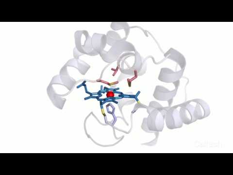 Des cellules vivantes associent le silicium et le carbone pour la première fois