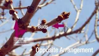 How do you know if you have an ash tree - Treating Emerald Ash Borer