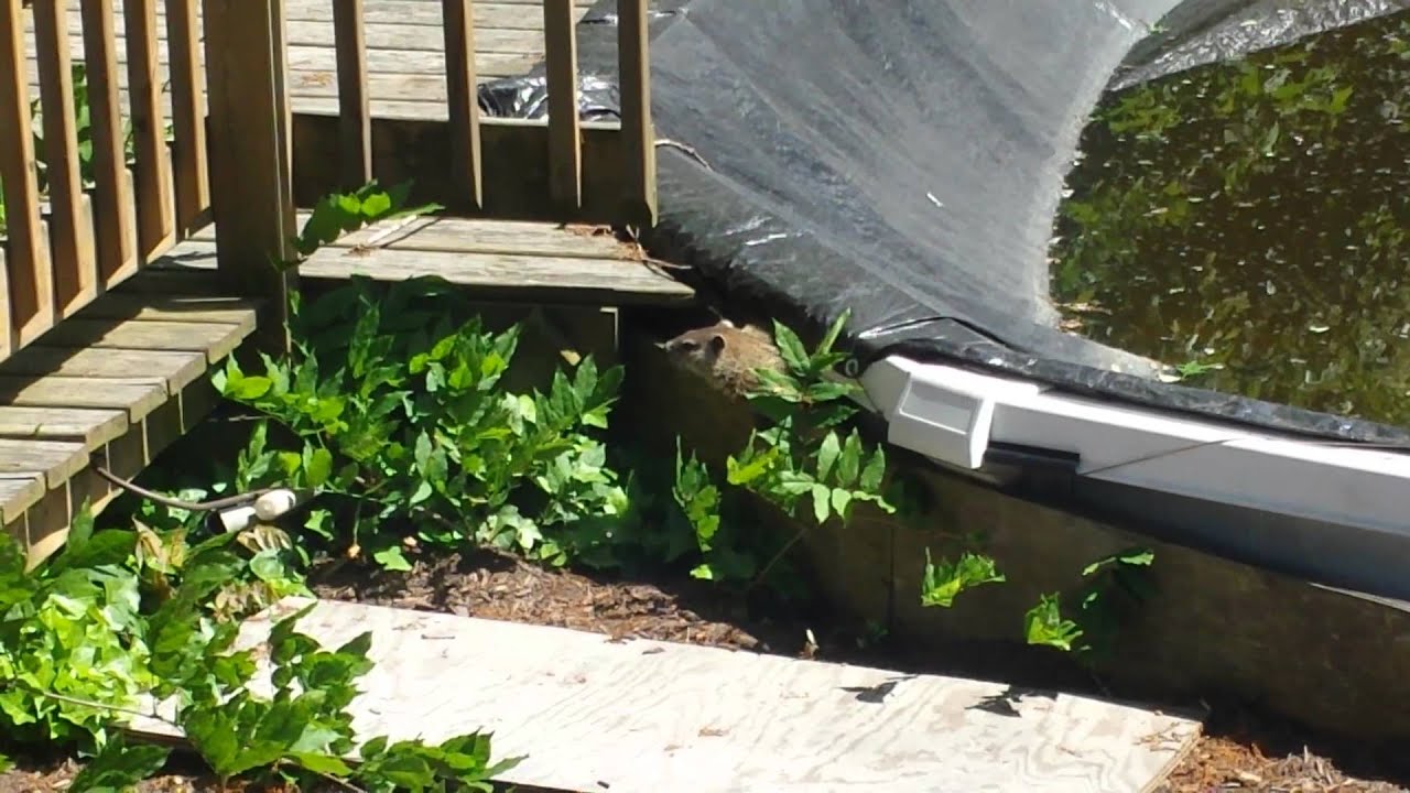 aquarium plants Chupacabra in the backyard