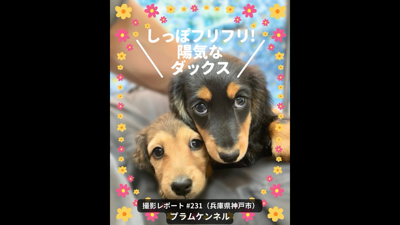 PICTWANカレンダー2027 ダックスフンド【S判】