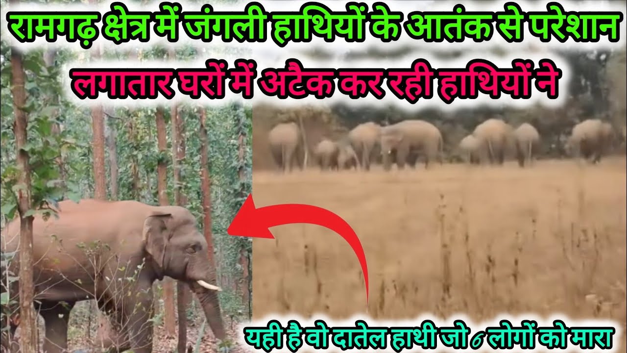यही है वो दातेल हाथी जो रामगढ़ क्षेत्र में 6 लोगों को कुचला ओर लगातार घरों में अटैक कर रही है 