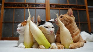 大根のせ猫 250108 - YouTube