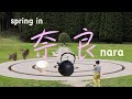 ［奈良vlog］春の奈良：桜と奈良公園｜カフェ巡り｜喫茶茶論（さろん）｜MIROKU｜日本庭園｜中川政七商店｜室生山上公園芸術の森｜龍鎮神社｜お洒落そうめん｜ロクメイ珈琲｜１人旅｜日帰り