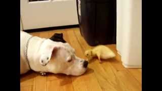 Duck and Dog