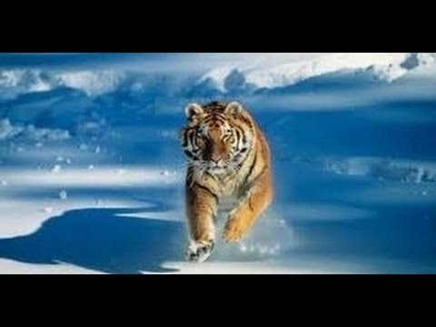 الفنان محمود جمعة كليب راجع تانى