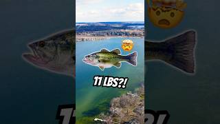 This TINY Lake Produced Wisconsin’s BIGGEST Bass?! 😳🎣 #fishing