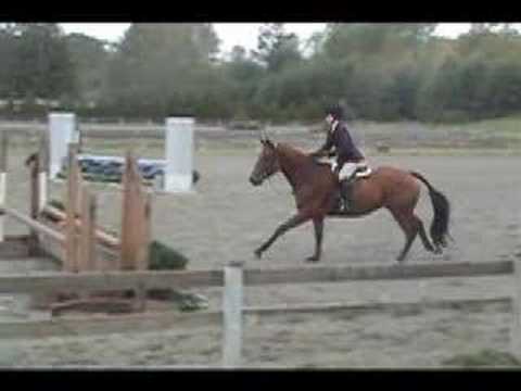 Nova 6 yr old Warmblood Gelding Hunter/Jumper sold
