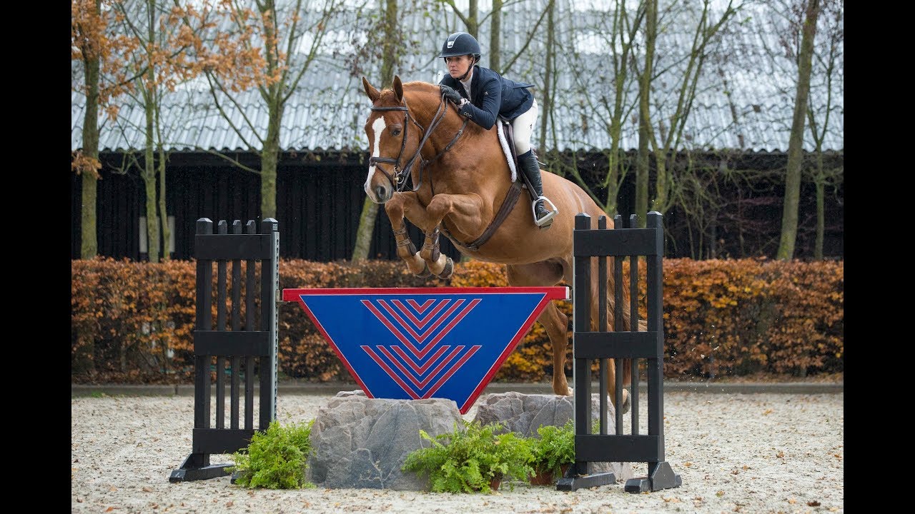 Glorious Equitation / Hunter Prospect (SOLD) YouTube