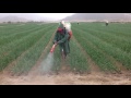 TERRENO CHIMBOTE 107 HECTAREAS (CULTIVO DE CEBOLLA)