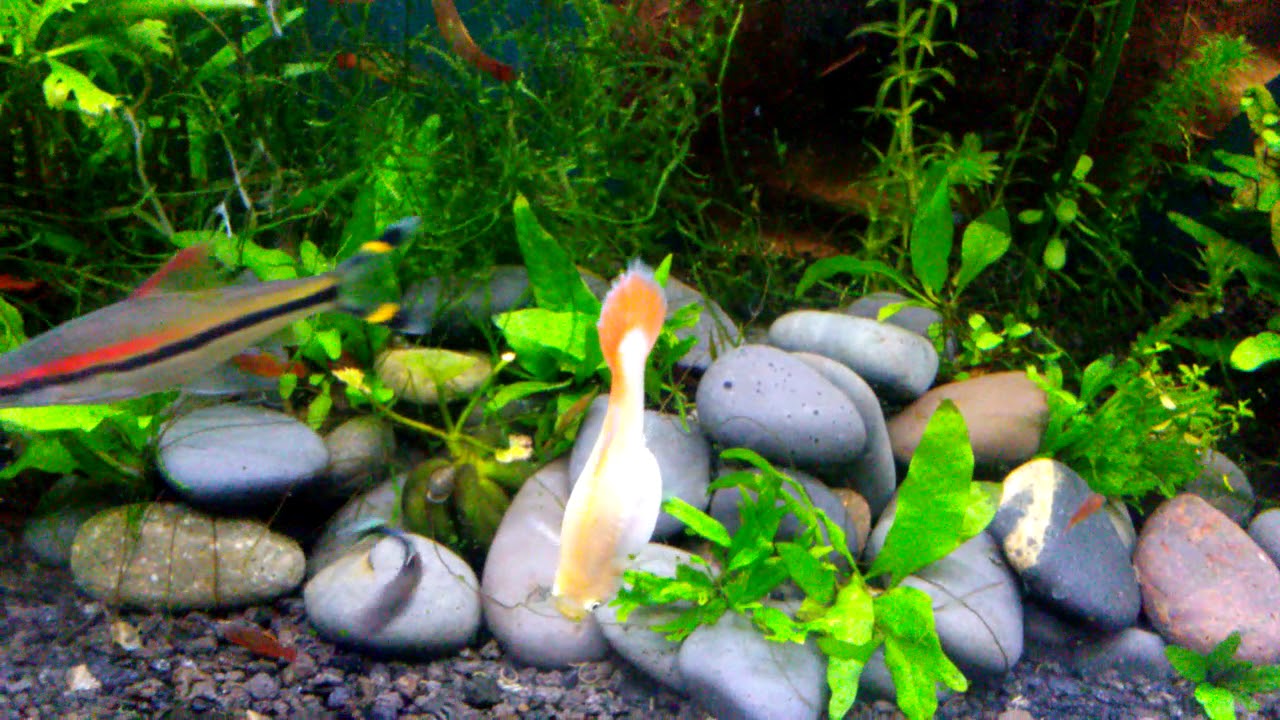 How To Euthanize A Guppy