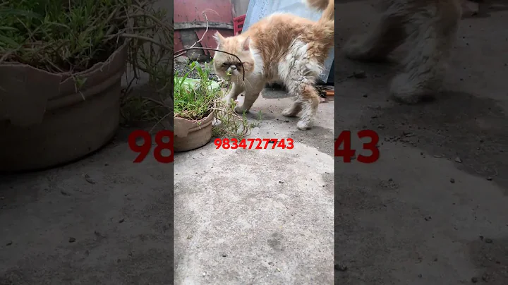 Video 5221021: persiancat persians, persiancat cats catlover, punch face persian cat, face persian male cat