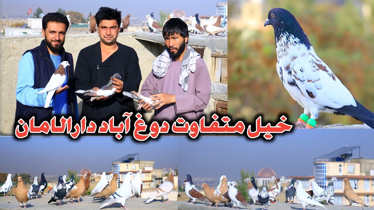 Разные Хил Дуг Абад Даруламан | Несколько голубей потерялись за один день | Кабульские высоколетя...